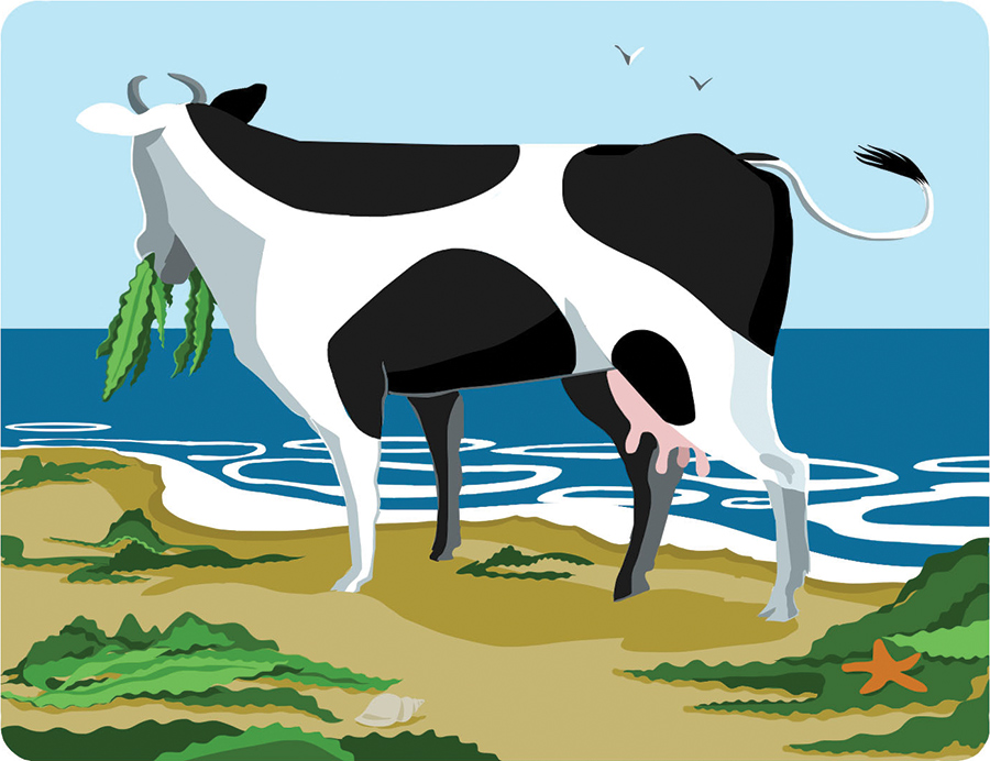Graphic of Cow Eating Seaweed