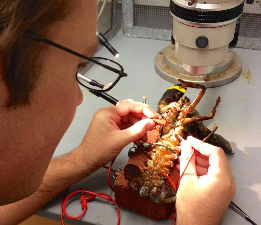 man doing studies on a lobster