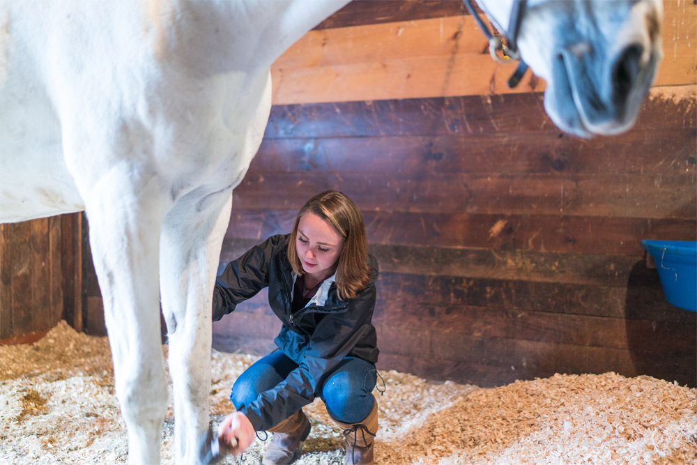 UNH student brushes a horse