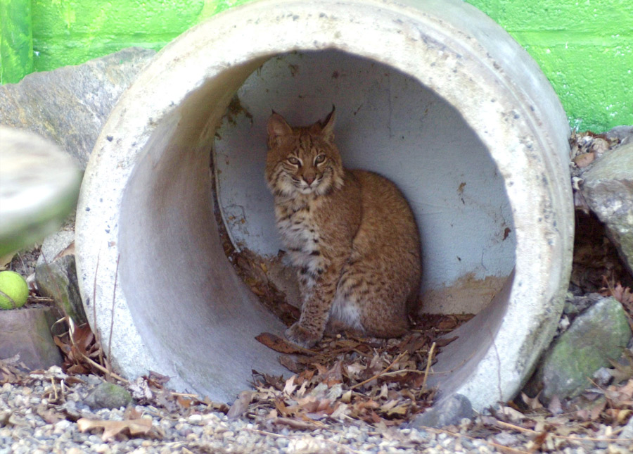 bobcat in a small tunnel