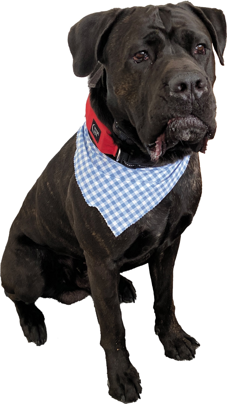 Dog wearing a hanker-chief and collar