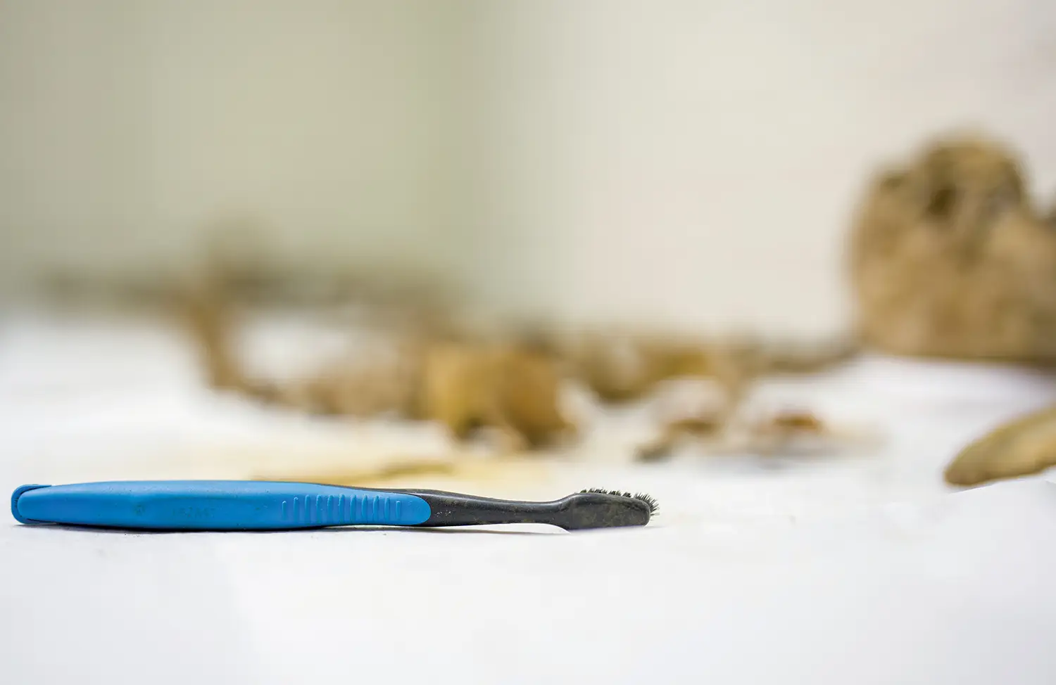 Blue and black toothbrush in foreground with bones out of focus in the background.
