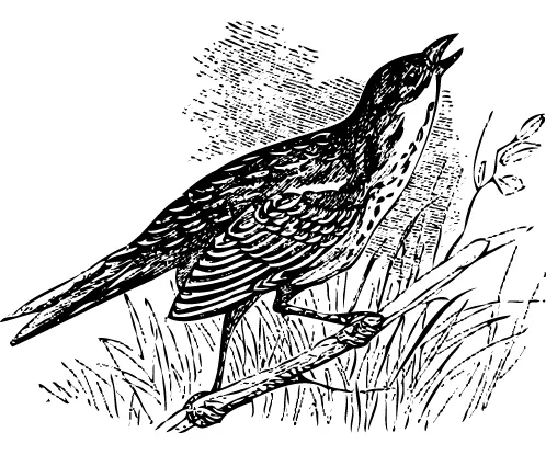 A black and white vintage-style illustration of a songbird perched on a branch, singing. The detailed line drawing includes textured feathers and a natural background with grass and small leaves.