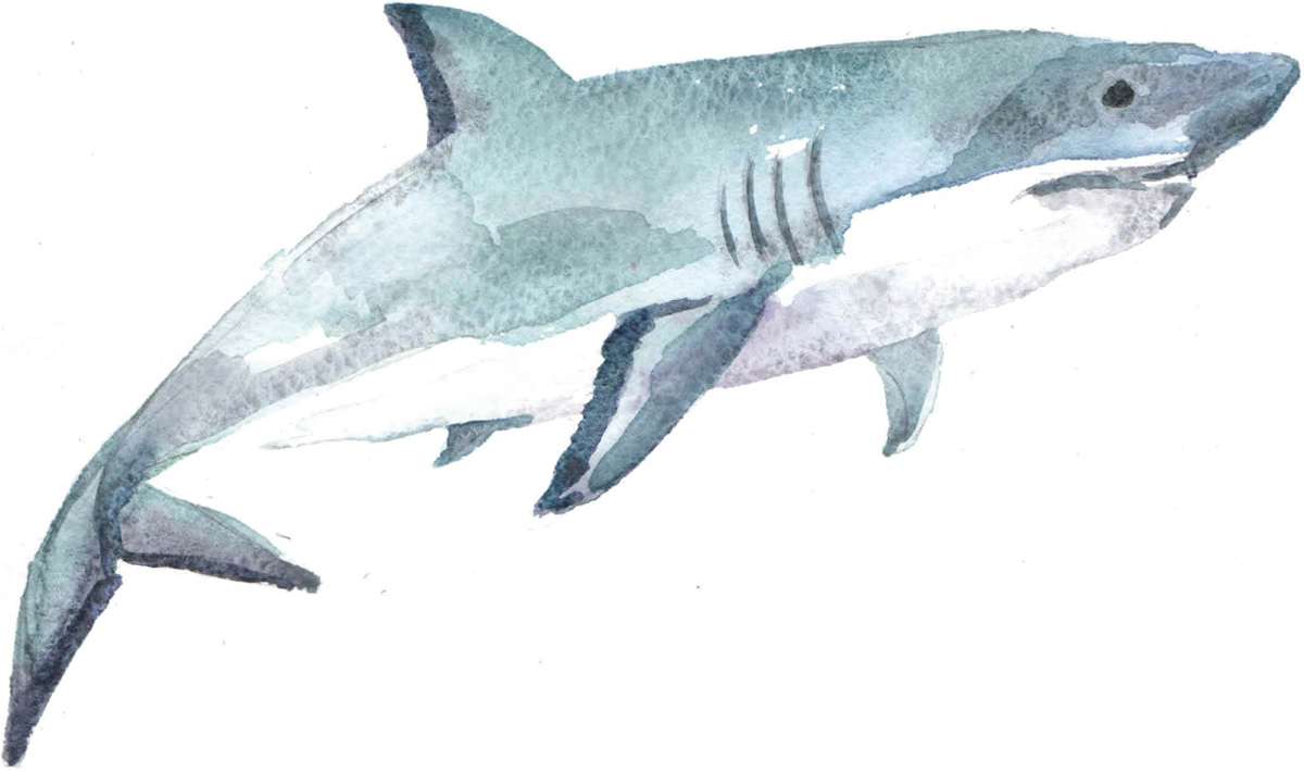 Watercolor illustration of a shark in side profile, swimming toward the right. The shark is painted in shades of blue and grey with a white underbelly against a plain background.