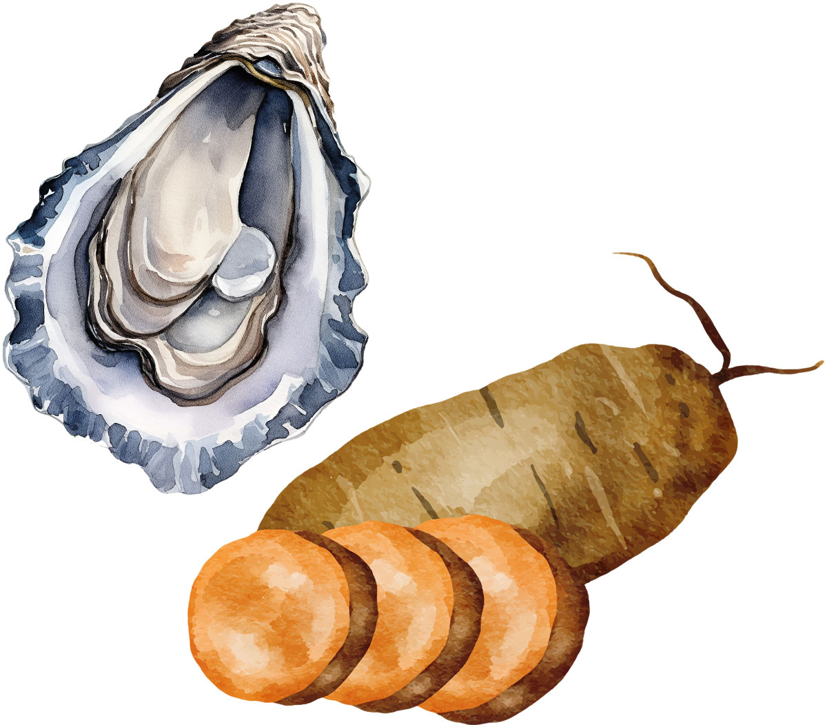 Watercolor illustration of an open oyster shell, a whole sweet potato, and three orange sweet potato slices against a white background.