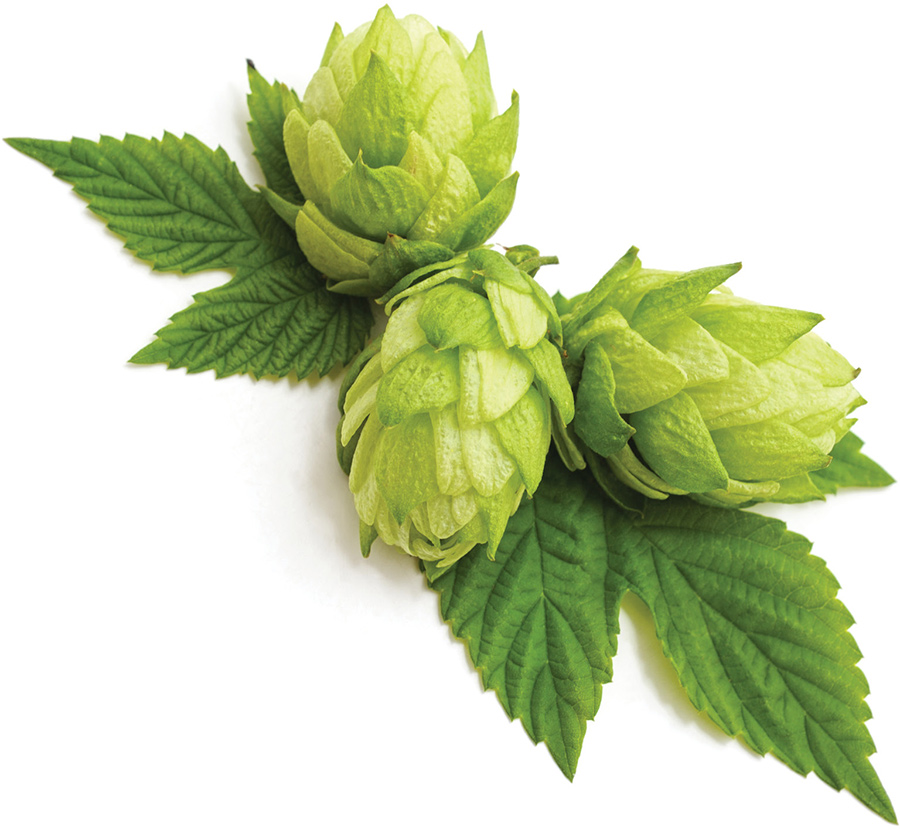 Fresh green hop cones resting on leaves against a white background.