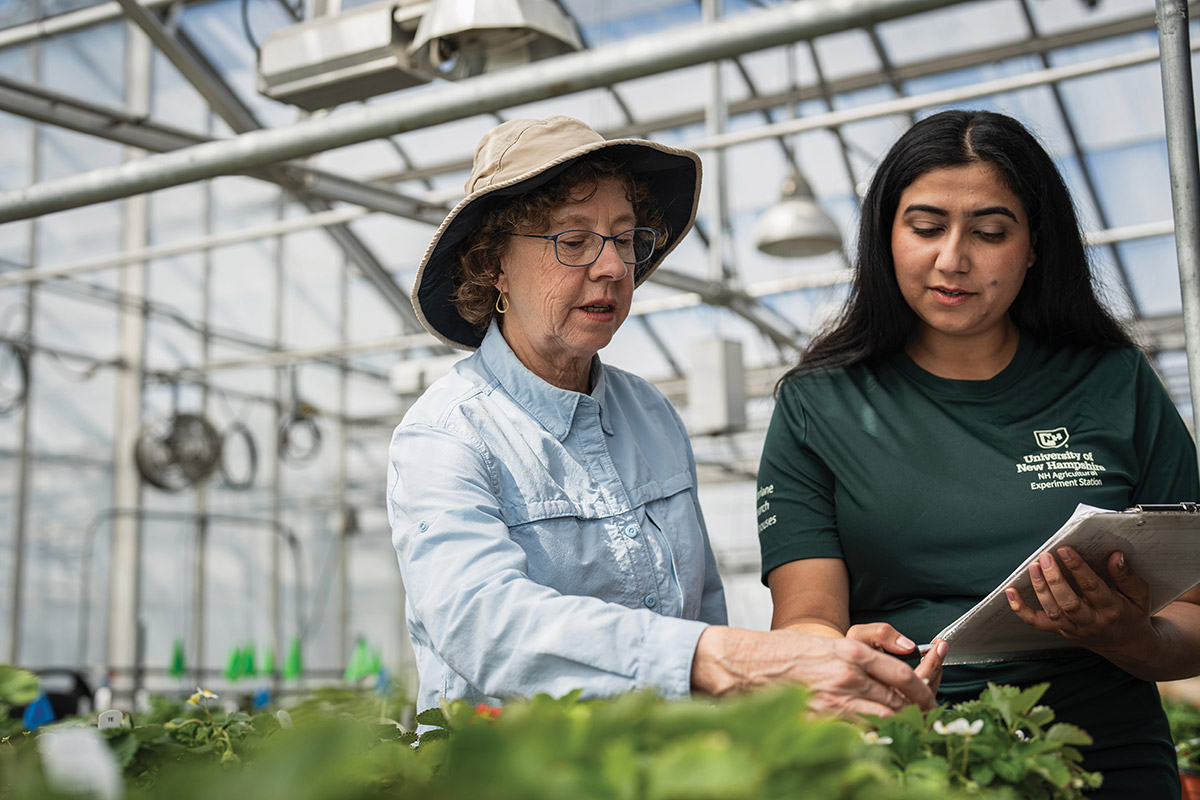 Two agricultural researchers inspecting strawberry plants inside a greenhouse with a clipboard.