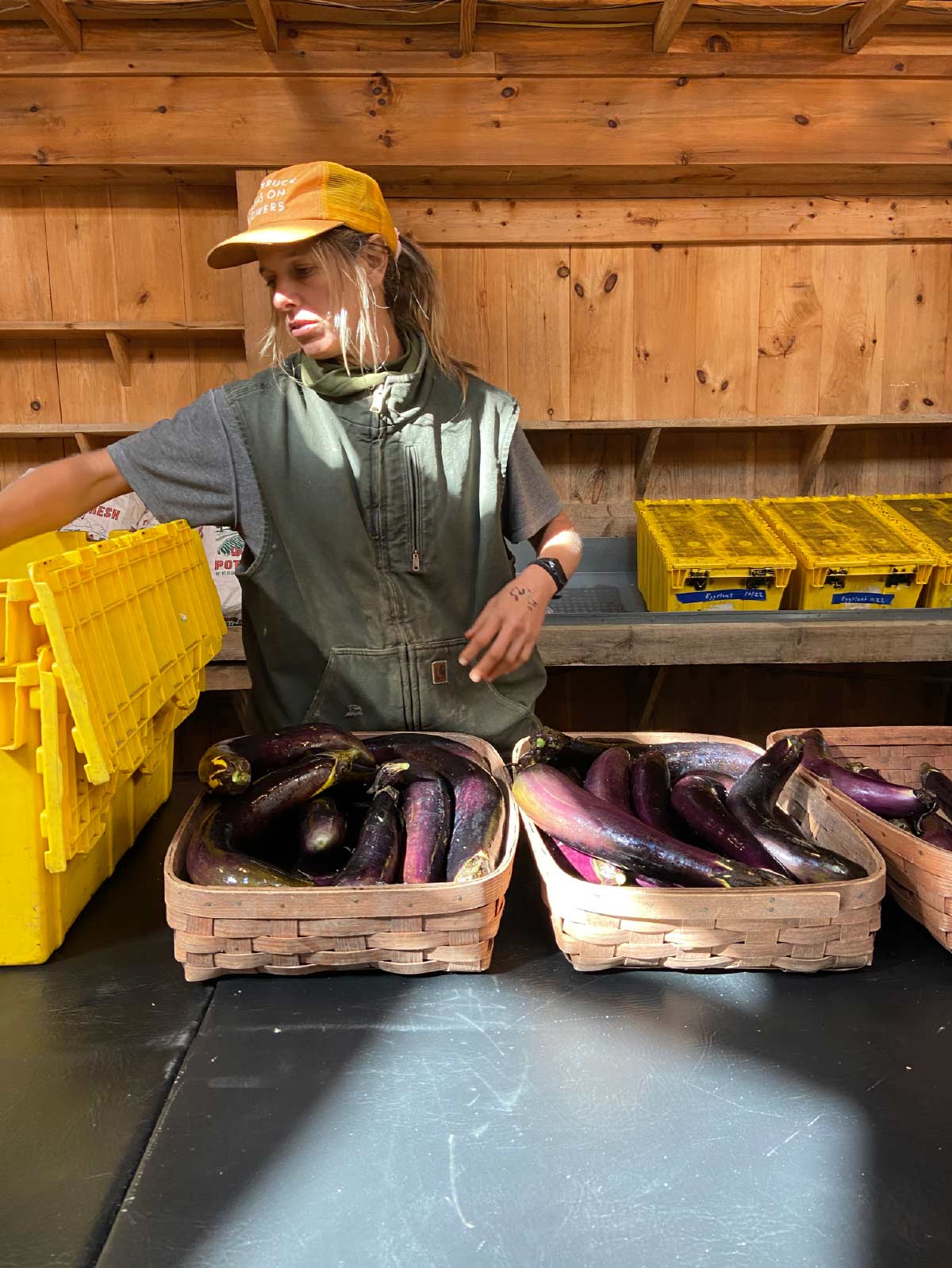 Woman in a cap and vest sorting fresh eggplants into wooden baskets in a wooden barn area.